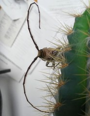 Gnaphalodes trachyderoides