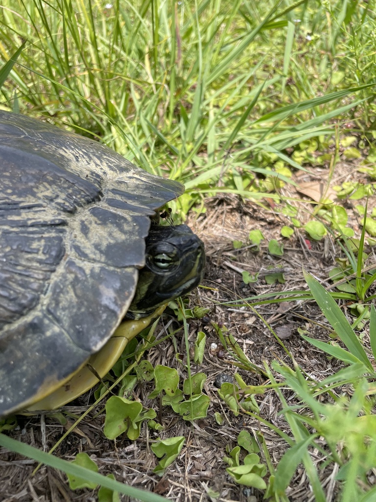 Deirochelyine Turtles from Camp Leach Rd, Washington, NC, US on June 24 ...