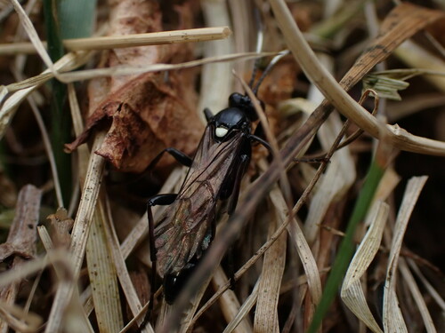 Ctenichneumon funereus