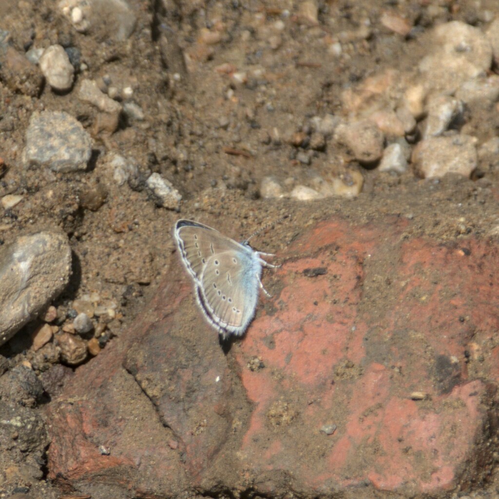 Mazarine Blue from Арти, Свердловская область, Россия on June 24, 2023 ...