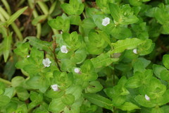 Gratiola peruviana