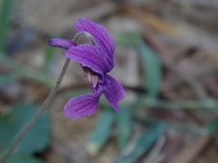 Viola confusa