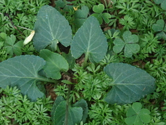 Viola confusa