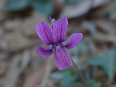Viola confusa