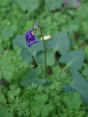 Viola confusa