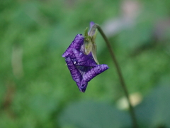 Viola confusa