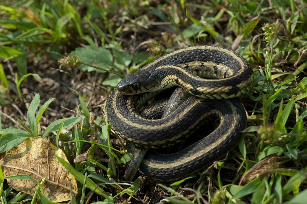 Chicago Garter Snake in September 2008 by Moses Michelsohn · iNaturalist