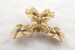 Fritillerinnys clathraria