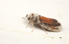 Nephelomilta chalcedona