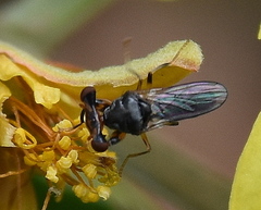 Sphyracephala beccarii