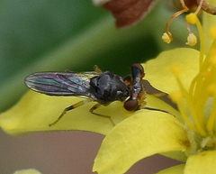 Sphyracephala beccarii