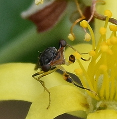 Sphyracephala beccarii