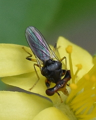 Sphyracephala beccarii