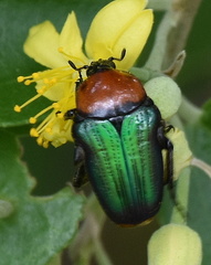 Leucocelis