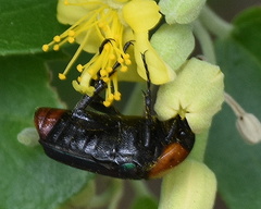 Leucocelis