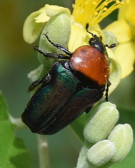 Leucocelis