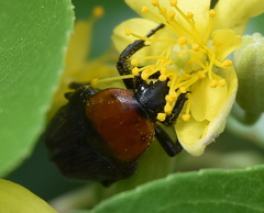 Leucocelis