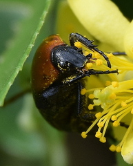 Leucocelis