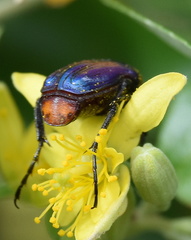 Leucocelis