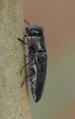 Anthaxiini