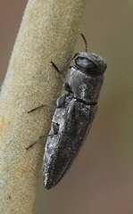 Anthaxiini