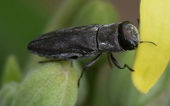 Anthaxiini