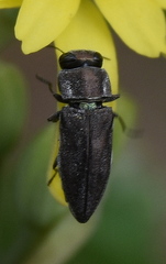 Anthaxiini