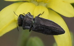 Anthaxiini