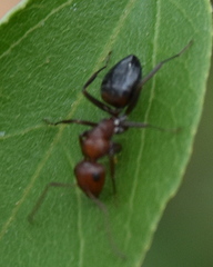 Camponotus thales