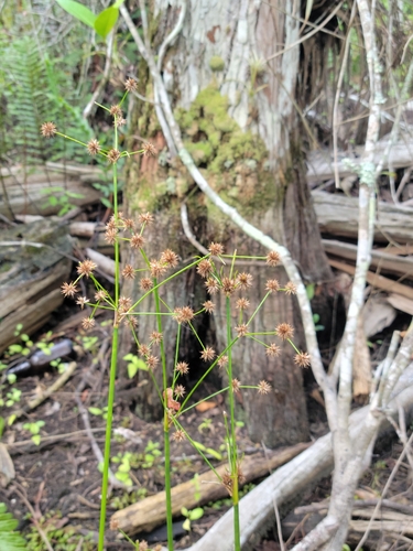 Swamp Rush (Juncus paludosus)