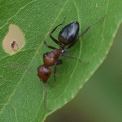 Camponotus thales