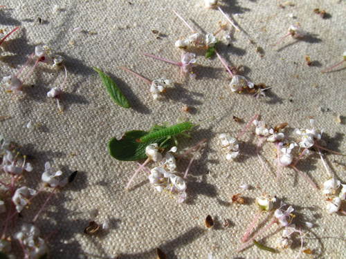iNaturalist observation photo of California Timema