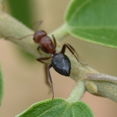 Camponotus thales
