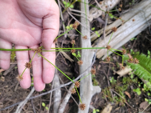 Image of Juncus paludosus by (c) Jay Horn, some rights reserved (CC BY)