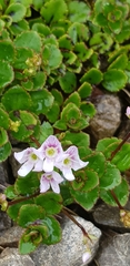 Veronica hookeriana