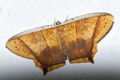 Thinopteryx crocoptera