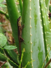Anolis roquet