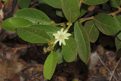 Kalahari Titbitbush