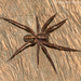 Florida Wandering Spider - Photo (c) Peter May, some rights reserved (CC BY-NC), uploaded by Peter May