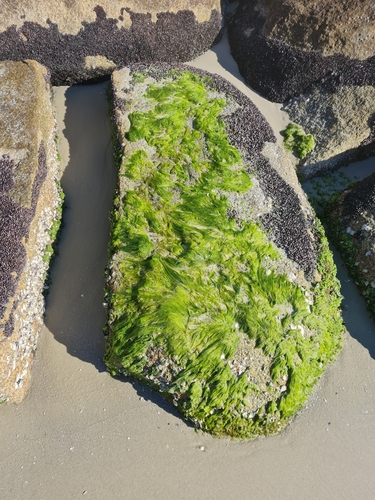 Ulva flexuosa