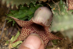 Ceropegia hislopii image