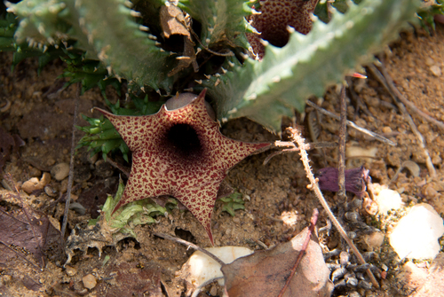 Huernia hislopii