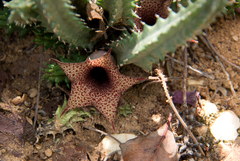 Ceropegia hislopii image