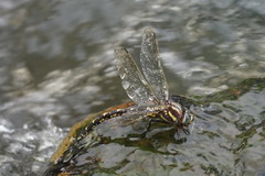 Notoaeschna sagittata