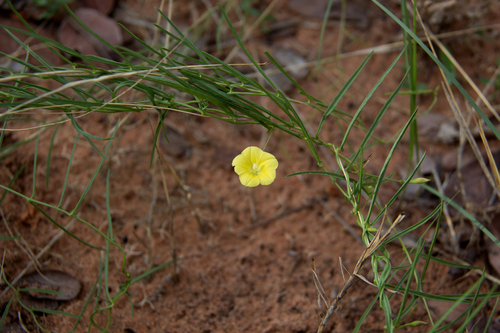 Xenostegia tridentata angustifolia