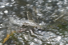 Notoaeschna sagittata