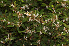 Baphia massaiensis subsp. obovata image