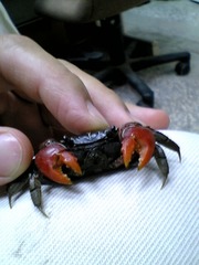 Neosarmatium indicum