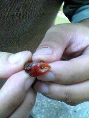 Neosarmatium indicum