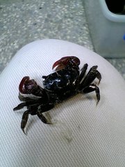 Neosarmatium indicum